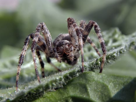 Spider lurking in the leaves.