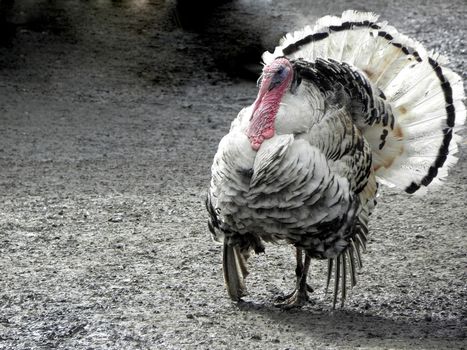 Turkey, bird, nature, gobbler, thanksgiving, animal, gobble.