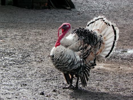 Turkey, bird, nature, gobbler, thanksgiving, animal, gobble.
