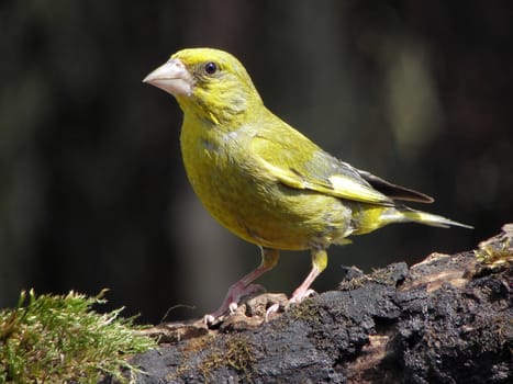 Greenfinch drink and bathe it comes to drinking.