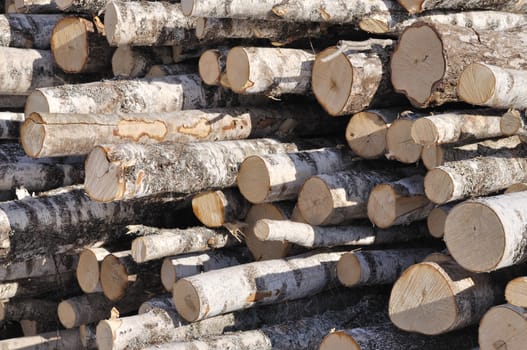 Close up of birch logs pile background