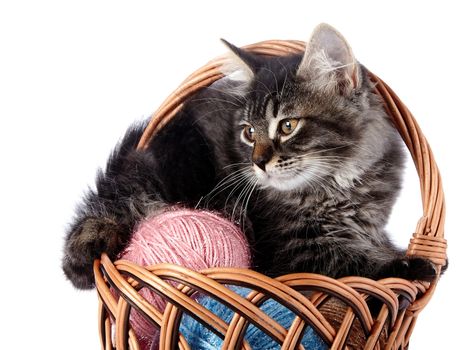 Fluffy cat in a wattled basket with woolen balls. Striped not purebred kitten. Kitten on a white background. Small predator. Small cat.