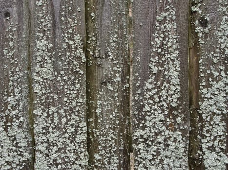 Fragment of old wet plank wooden fence with lichen