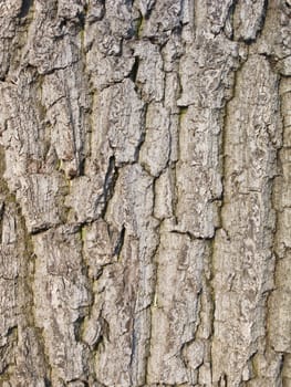 Old tree bark surface texture
