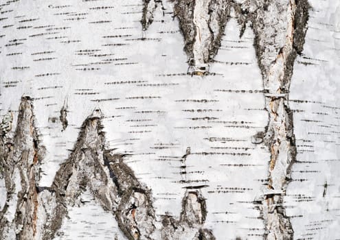 Close up of birch tree bark surface texture