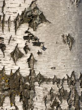 Birch tree bark surface texture