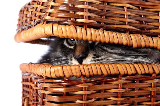 Fluffy cat  in a wattled basket. Fluffy cat with brown eyes.  Striped not purebred kitten. Kitten on a white background. Small predator. Small cat.
