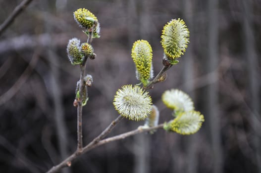 Blossoming pussy-willow tree in forest