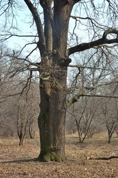 Old bare knotty tree in park, early spring