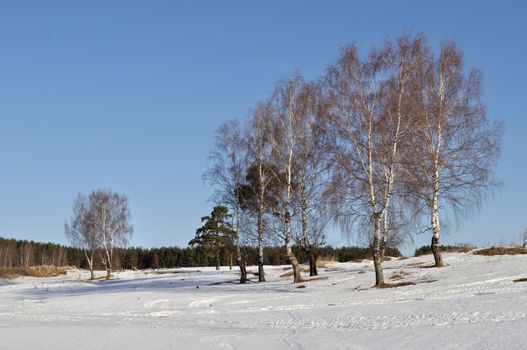 View of birch trees in ravine on forest background in winter time