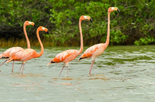 Four flamingos walking in shallow water in Camarones in La Guajira, Colombia