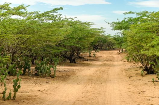 Dirt road passing through and arid region in La Guajira, Colombia