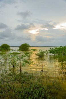 Sunset of a wetland lagoon in La Guajira, Colombia