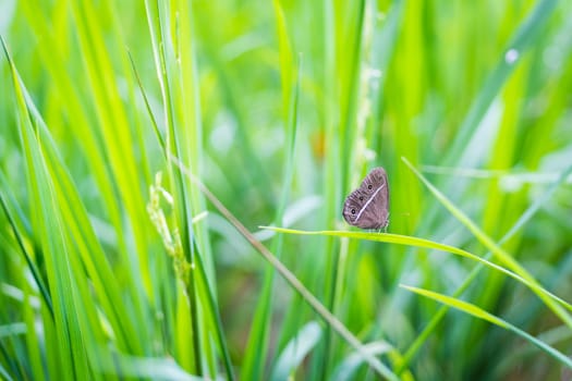 butterfly holding on green rice leaf in rice farm