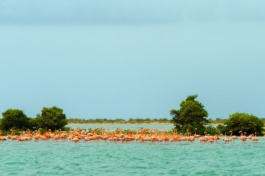 Large flock of flamingos in the Caribbean Sea in La Guajira, Colombia