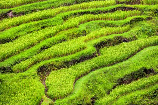 Tegalalang rice terrace fields in Bali Indonesia
