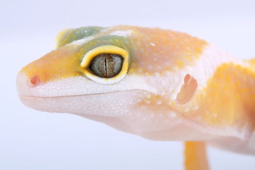 portrait of a beautiful leopard gecko