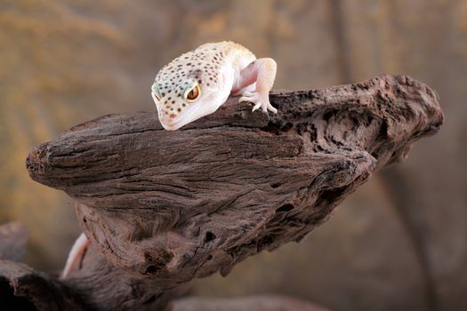 picture of a beautiful leopard gecko