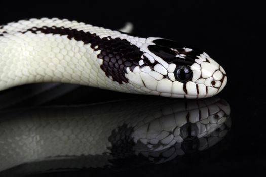 picture of a white snake
