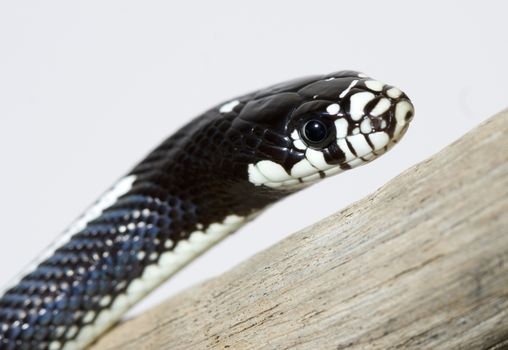 a great and beautiful snake with great colors