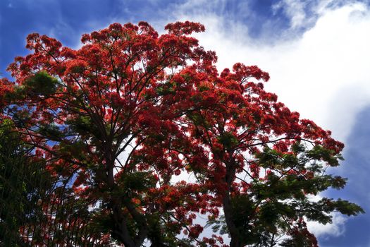 Tree Delonix Regia (syn. Poinciana Regia). Thailand, summer 2013.