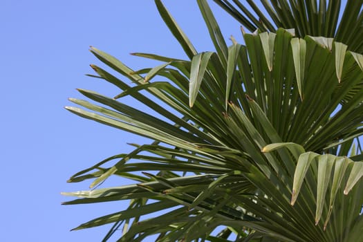 leaves of palm tree over blue sky