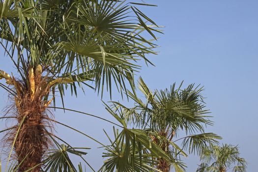 row of palm trees over blue sky