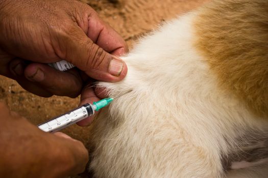 Injected dogs to prevent rabies