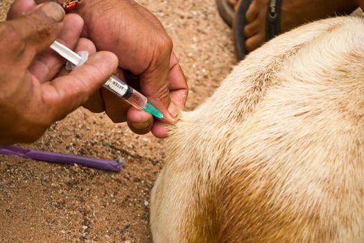Injected dogs to prevent rabies