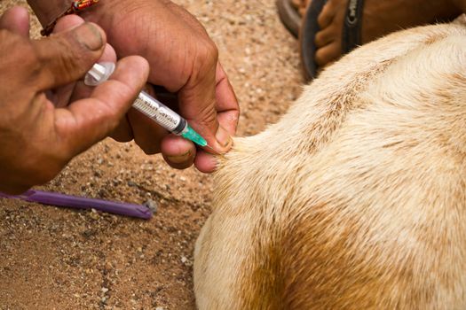Injected dogs to prevent rabies