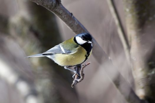 The big titmouse sits on a tree branch in winter day