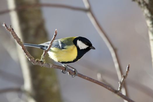 The big titmouse sits on a tree branch in winter day