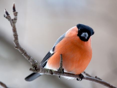 The male a bullfinch sits on a mountain ash branch