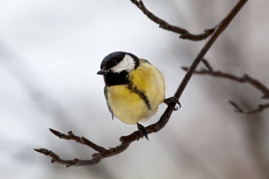 The big titmouse sits on a tree branch in winter day