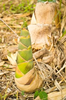 Bamboo shoots in the forest