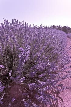 Closeup detail of a bush of beautiful purple lavender growing in an agricultural field in Tasmania