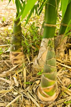 Bamboo shoots in the forest