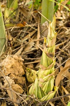 Bamboo shoots in the forest