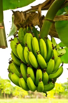 Banana tree with a bunch of bananas