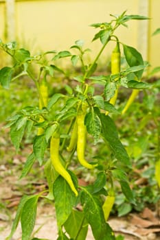 The peppers in the garden