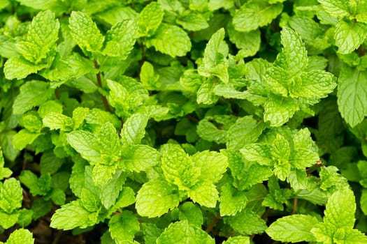 Peppermint background