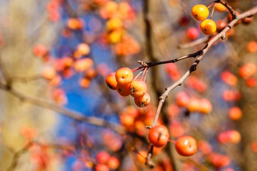 Berries and branches in the autumn forest close-up shot