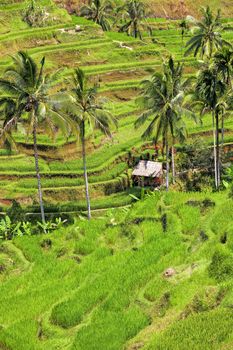 Tegalalang rice terrace fields in Bali Indonesia