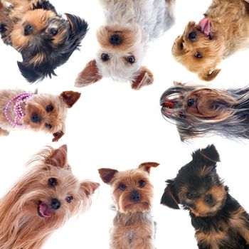 portrait of a purebred yorkshire terriers in front of white background