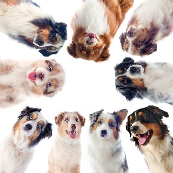 purebred australian shepherds  in front of white background