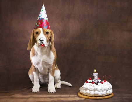 happy birthday of beagle dog