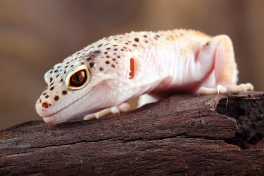 a leopard gecko over a wood
