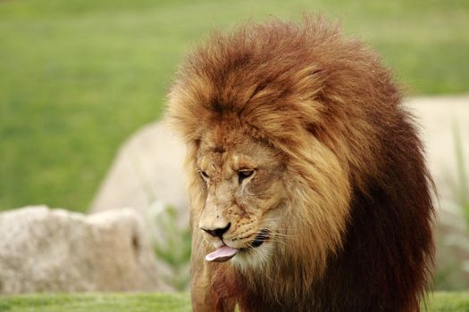 portrait of an amazing african lion