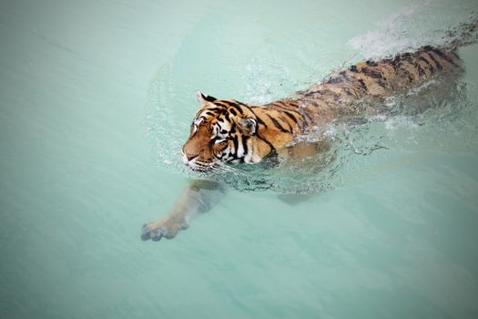 portrait of a swimming Siberian Tiger 
