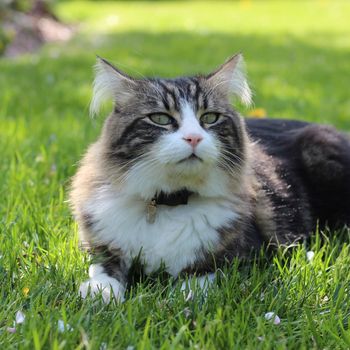 A beautiful tabby cat siiting on the grass in the garden